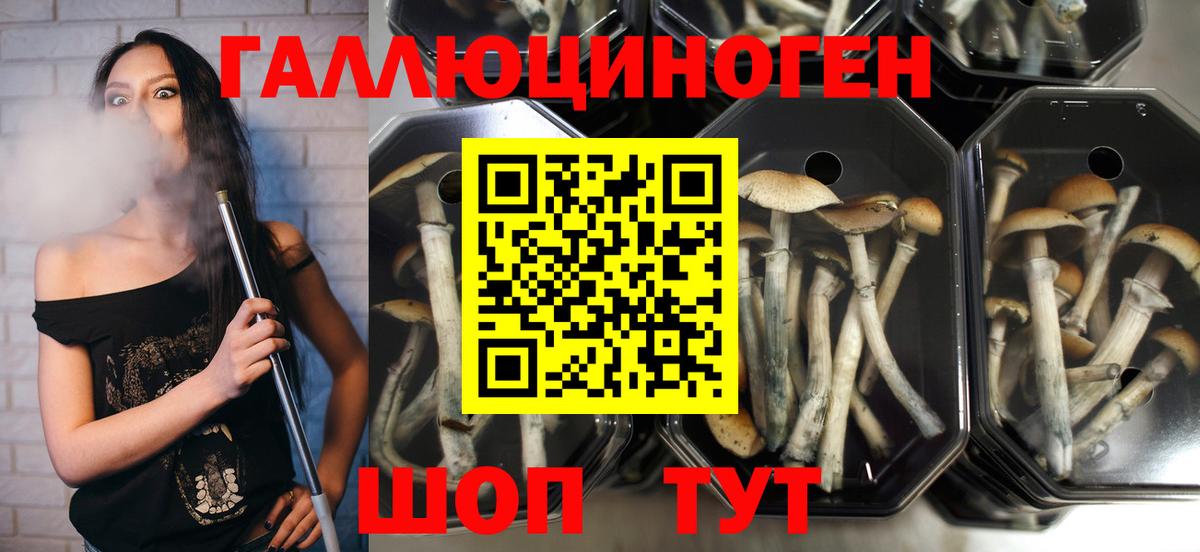 Псилоцибиновые грибы MAGIC MUSHROOMS  купить  цена  Вход с VPN  Узловая  Галлюциногенные грибы Cubensis 
